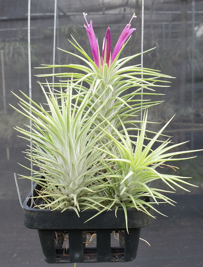 Tillandsia Domingo's charm. (funckiana x ionantha vanhyningii