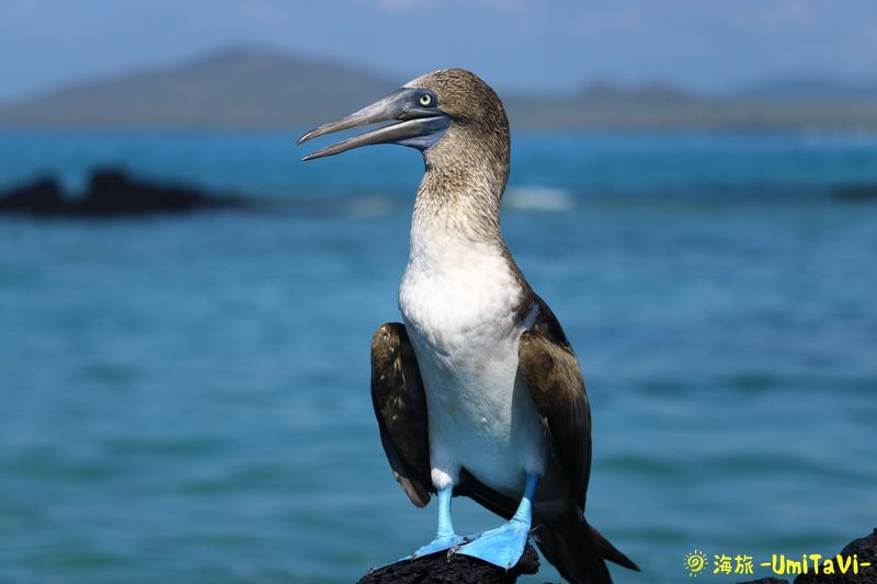 足が青いガラパゴスの固有種「アオアシカツオドリ」を自力で見ました
