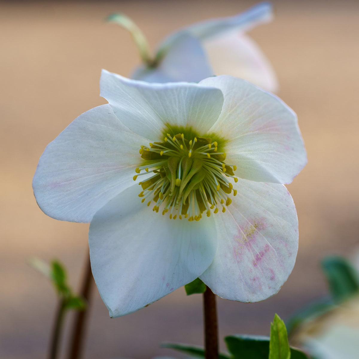 Mont Blanc Christmas Rose – Plant Detectives