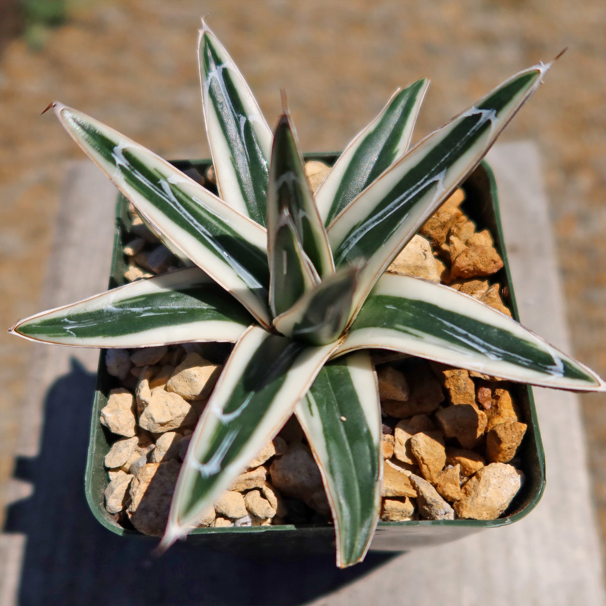 Shop 'Agave Victoriae Reginae White rhino' For Sale - Care and