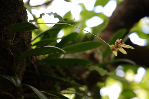 オガサワラシコウラン