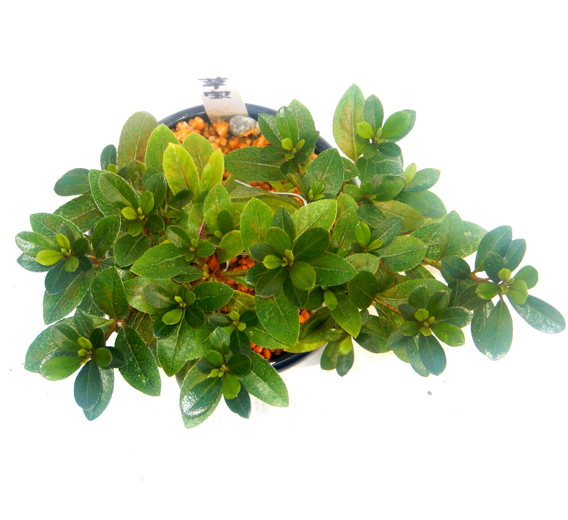 暁天 さつき サツキ ミニ盆栽 盆栽 小品盆栽｜東京盆栽 c-masa-6554