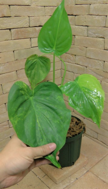 アロカシア・ククラータ 極黄斑個体 | 希少植物の販売 アグラオネマ