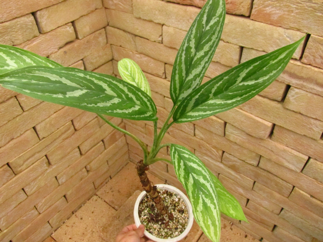 Aglaonema lillian (アグラオネマ・リリアン) 映画レオンラストに登場