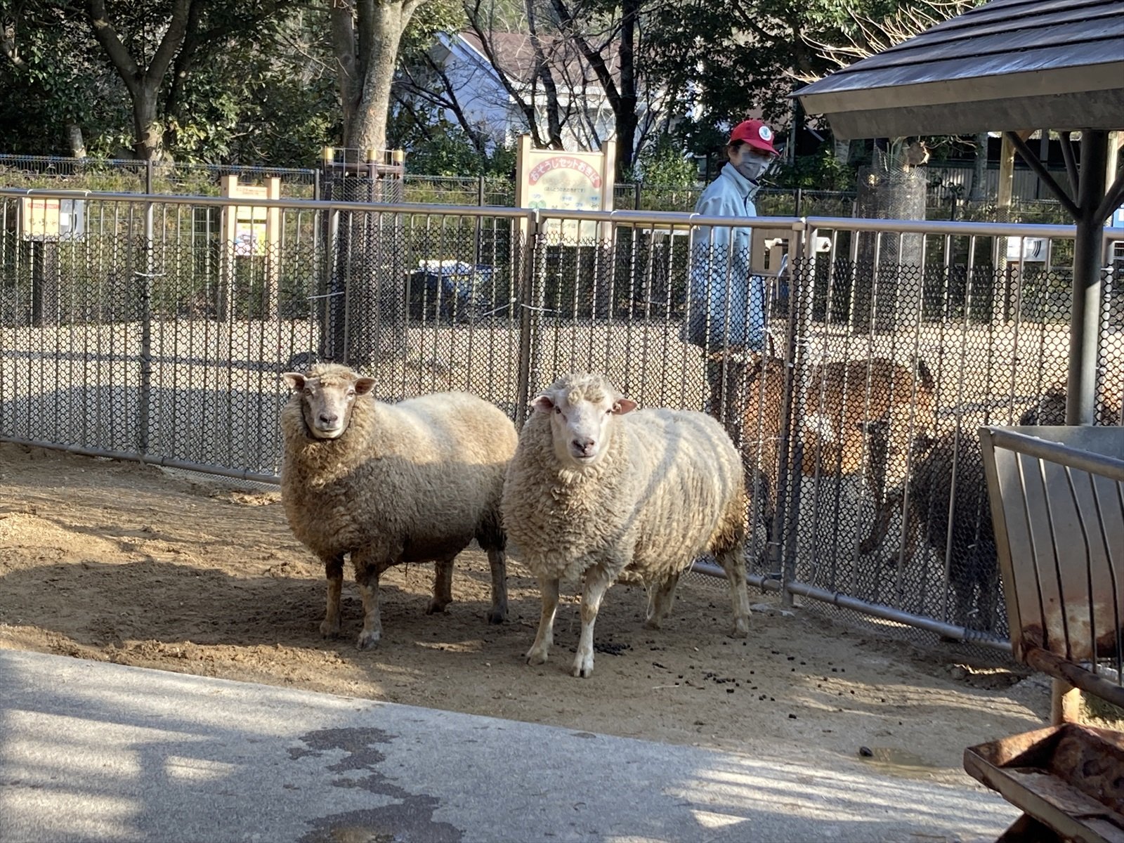 わくわく広場の日常⑱ 双仔のヒツジが広場デビュー！｜飼育係のasazoo