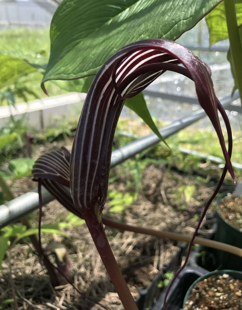 アリサエマ（テンナンショウ）属／テンナンショウ倶楽部／ぱんさの