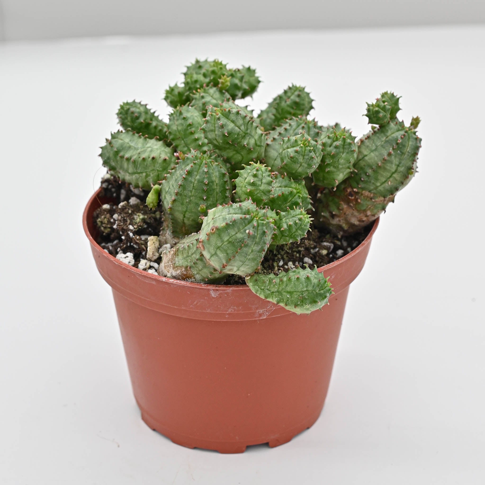 African Milk barrel or Kiko plant | Euphorbia monstrose – The