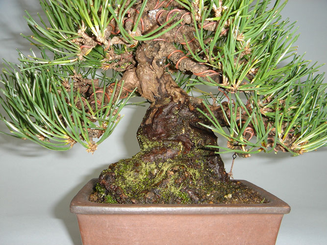 盆栽オンラインショップ幸庵/小品盆栽/小品黒松A002