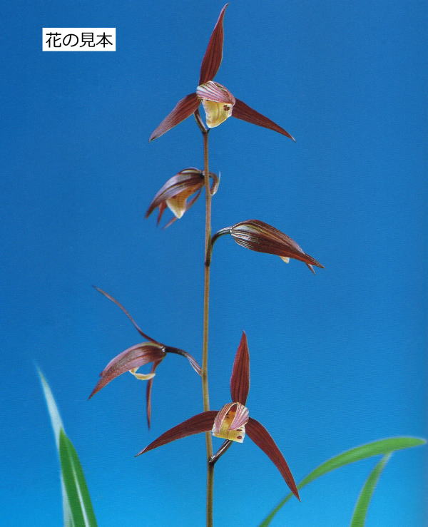 寒蘭-26122-5H4 38 土佐茜雲×力王 No:3753土佐茜雲 - 寒蘭/山野草販売