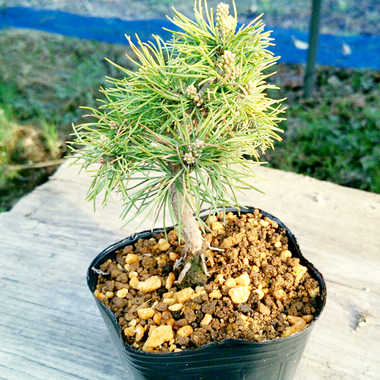 吾妻五葉松 実生 山野草や植木・苗、ミニ盆栽、鳴子石の園芸資材の通販