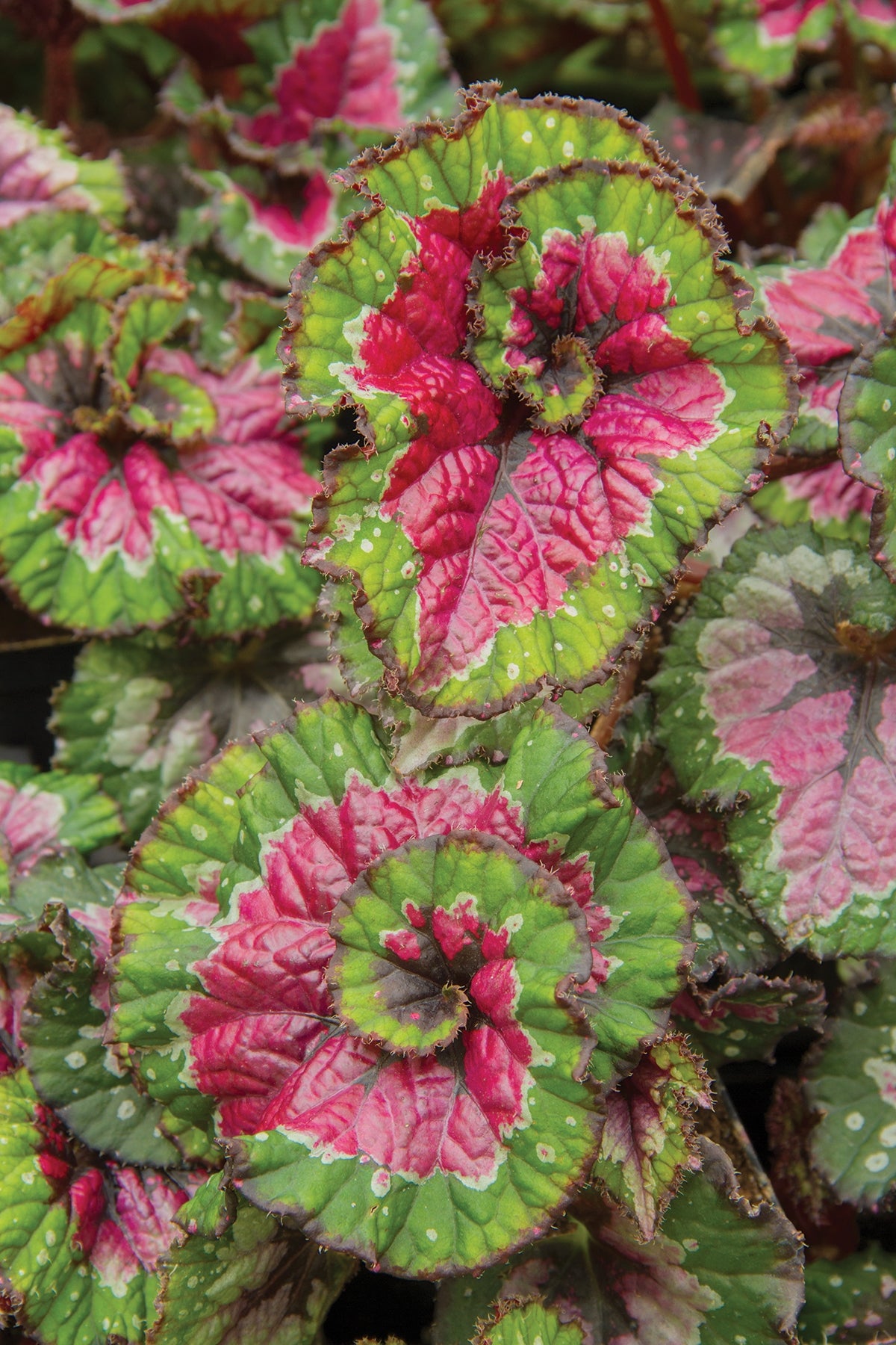 Begonia 'Paso Doble' 2