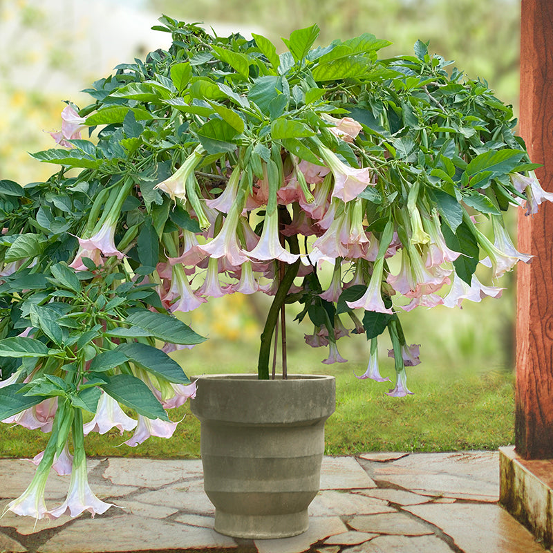 Angel's Trumpet 'Pink Pastel' For Sale – Logee's Plants