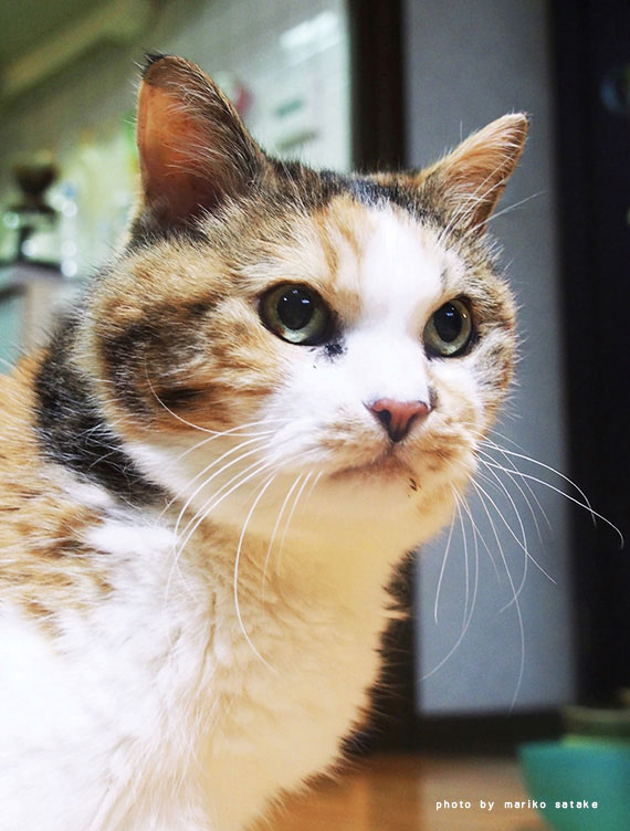 里山の三毛猫・キクとミケタ│フェリシモ猫部