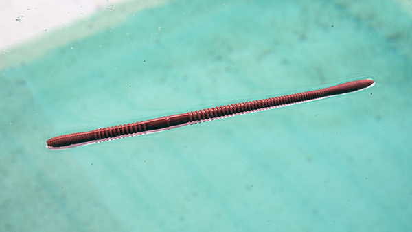 DoliveCrawler | BASS | O.S.P,Inc. | ルアーフィッシングメーカー