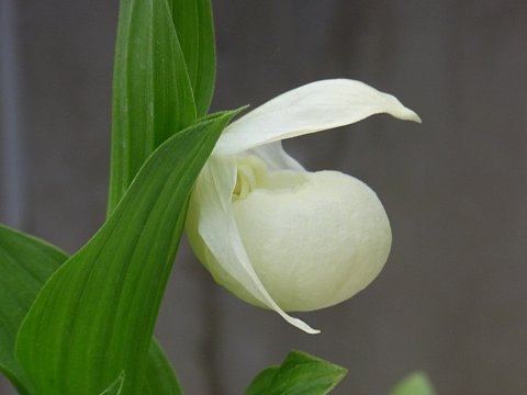 レブンアツモリソウ