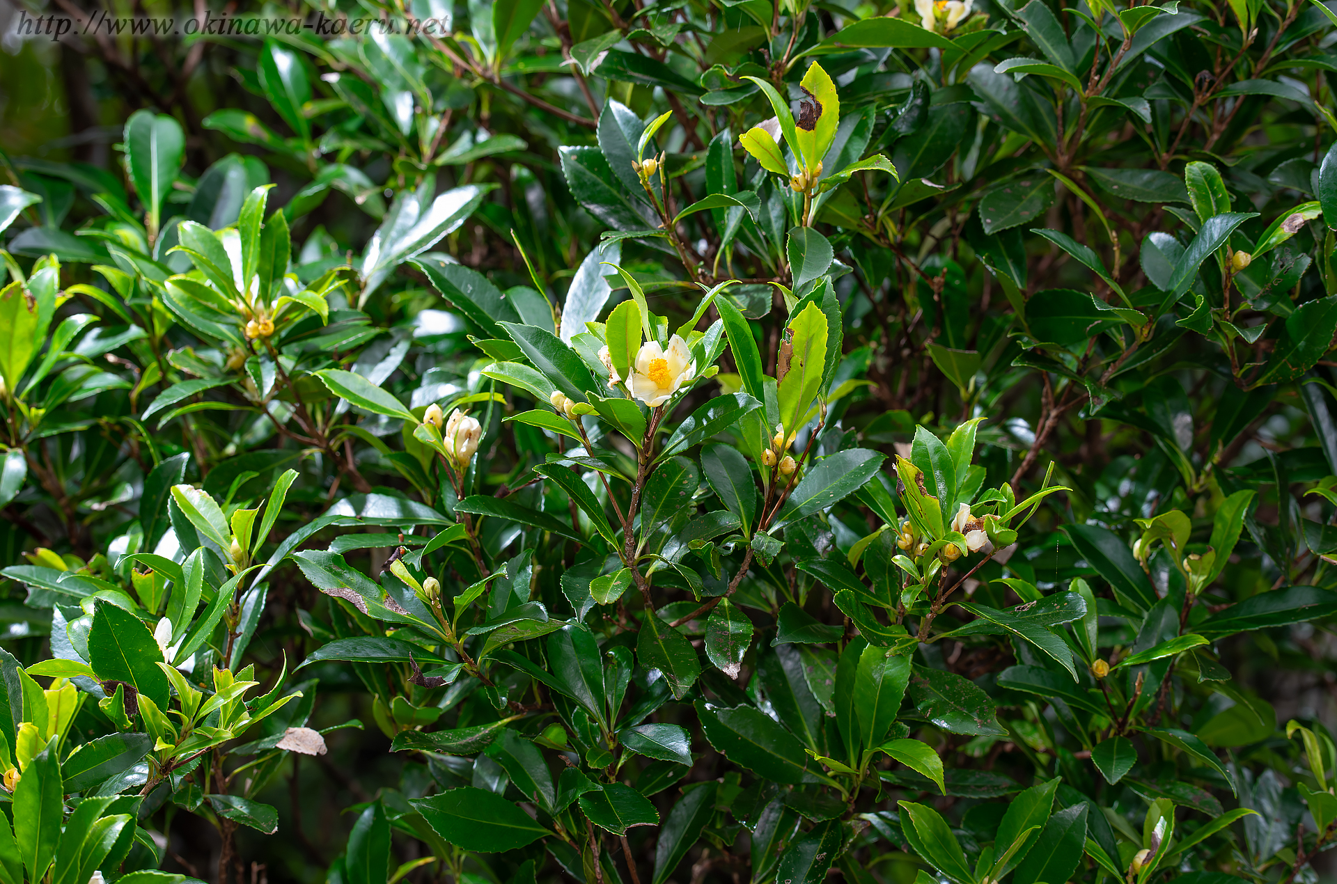 ヒサカキサザンカ Pyrenaria virgata おきなわカエル商会