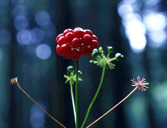 熊本大学薬学部/今月の薬用植物