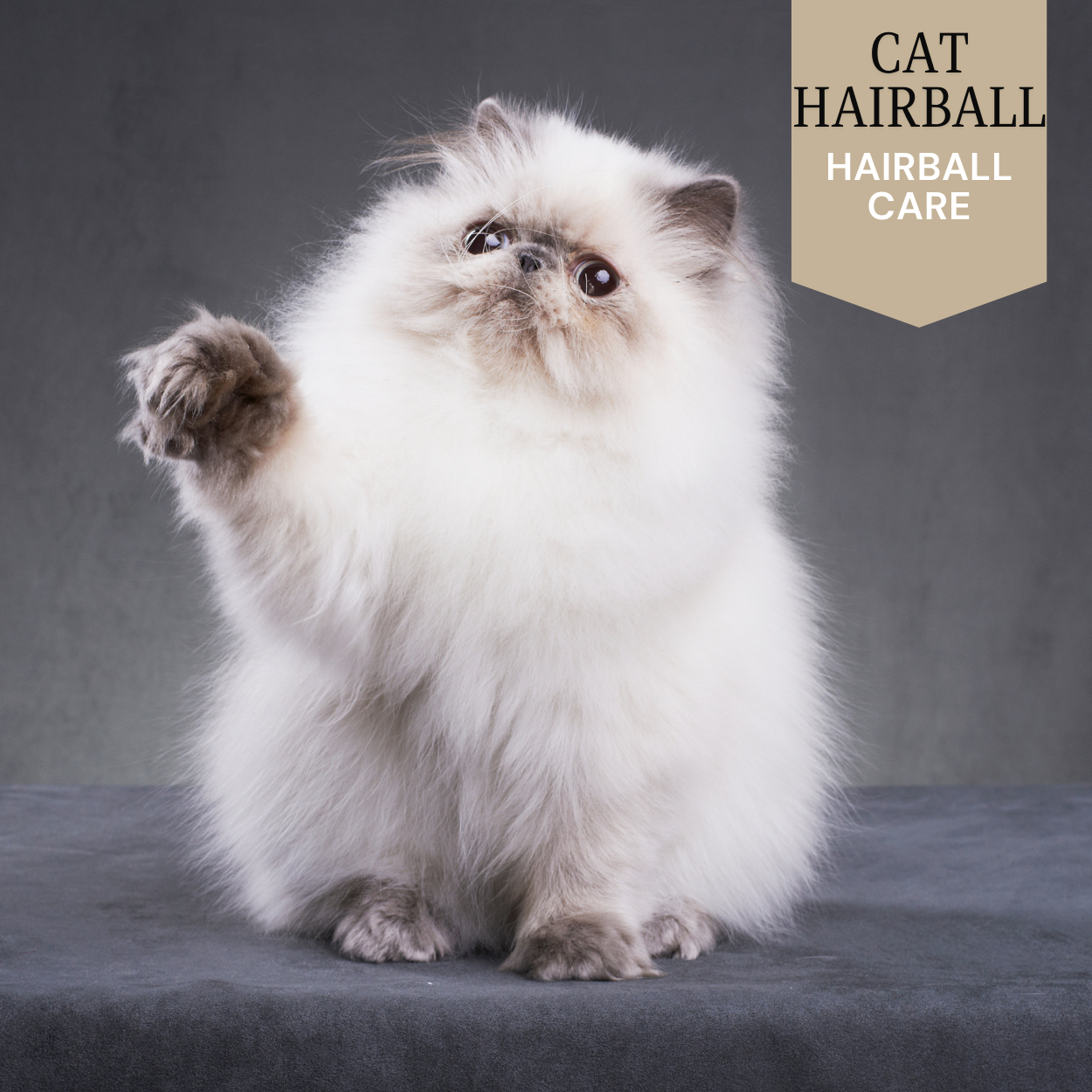 Cat - Hairball – wags-eg.com