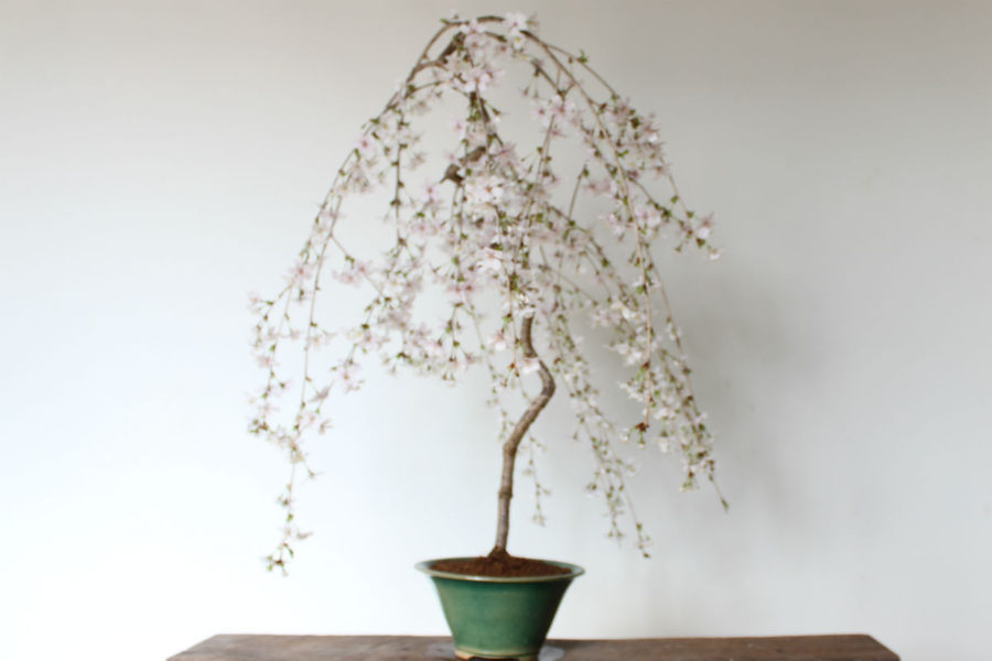 富士しだれ桜 | YAOCAPLANTS ヤオカプランツ