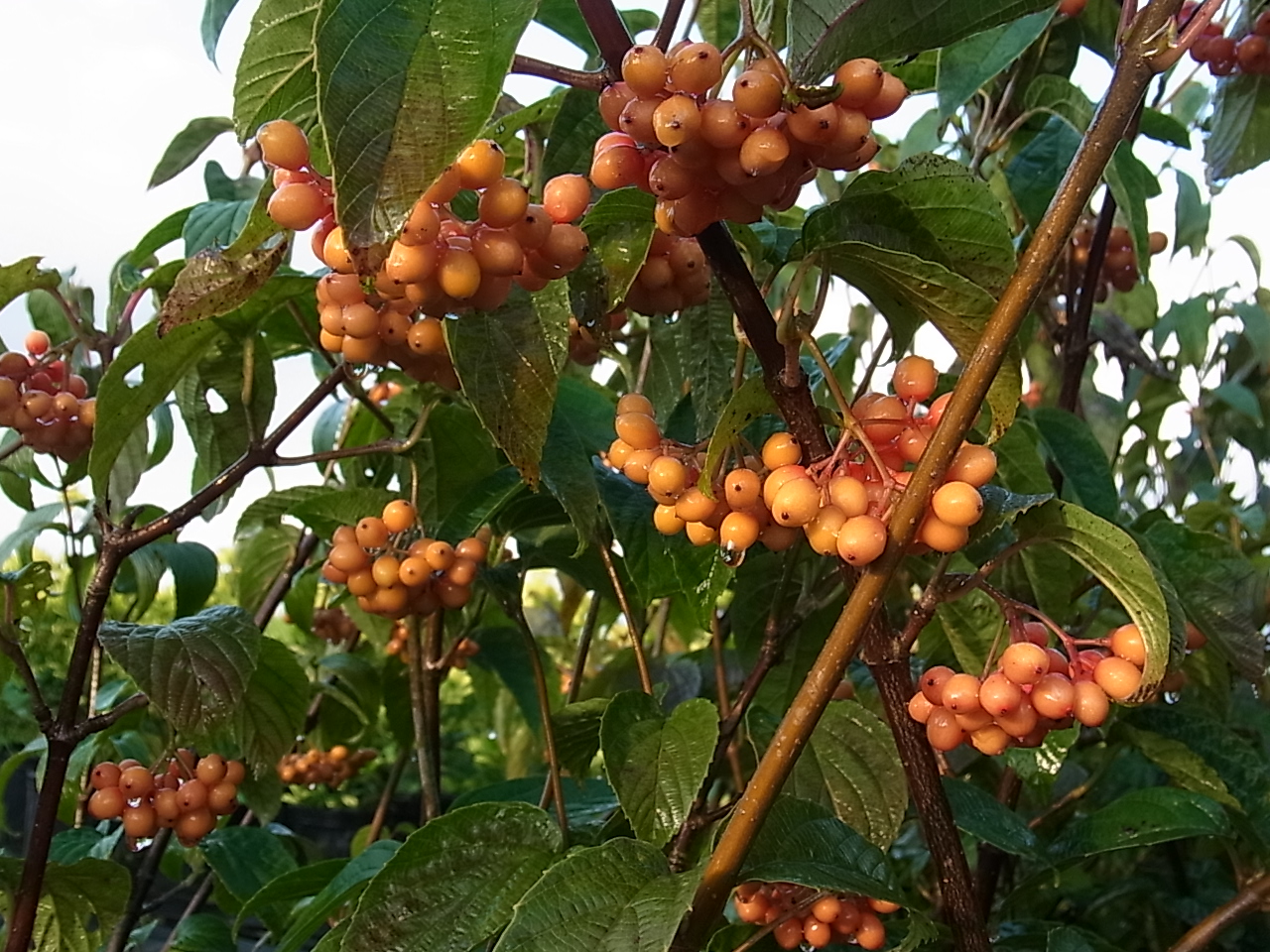 フウリンガマズミ（風鈴ガマズミ）の果実、色付きはじめる！ | 樹木