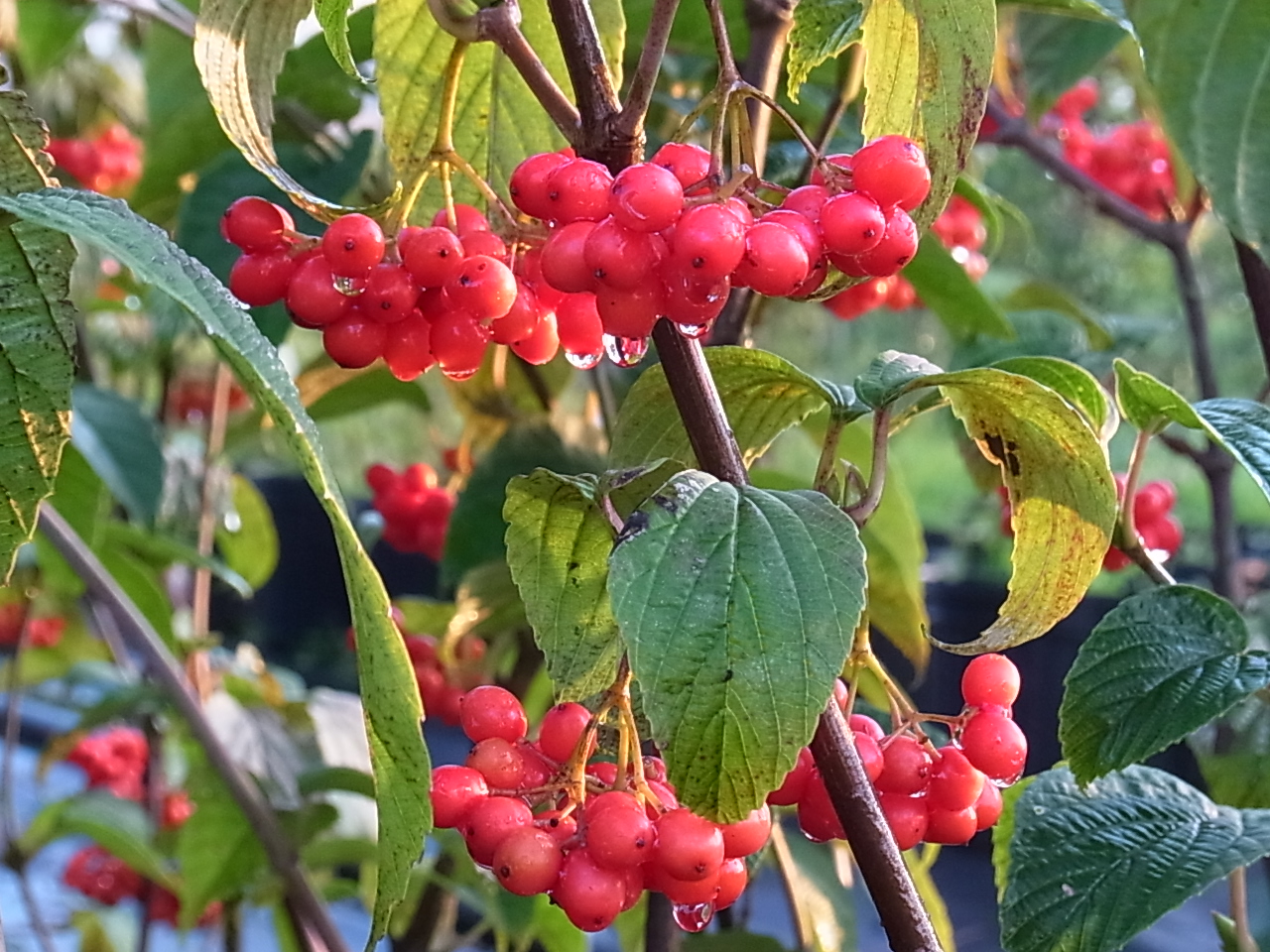 フウリンガマズミ（風鈴ガマズミ）の果実、赤熟！ | 樹木好き！ I Love