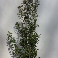 ソヨゴ メス 株立 山採り天然木 | 八進緑産株式会社