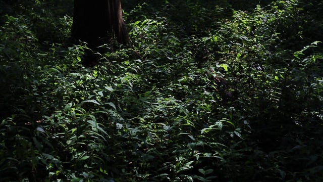 Small Dog | 303 SURFBOARDS | スリーオースリー オフィシャルサイト