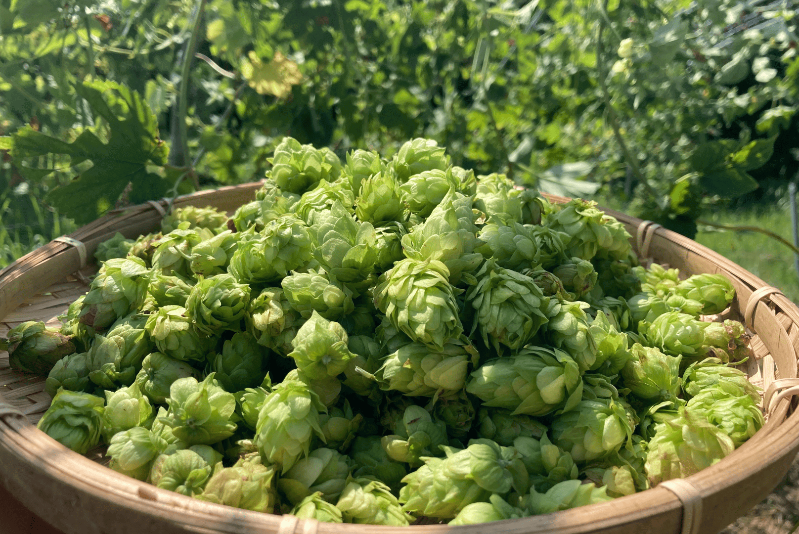 数量限定】TK100-Fresh HOP MEISTER [Green] セット（瓶）｜丹後王国