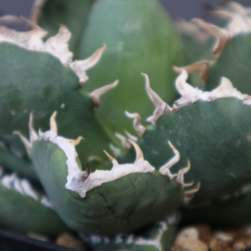 アガベ SAD EC1366 – TaiShoDo ONLINE SHOP