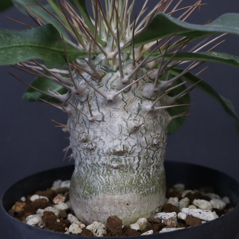 P.ナマクアナム 光堂（実生）6 – TaiShoDo ONLINE SHOP