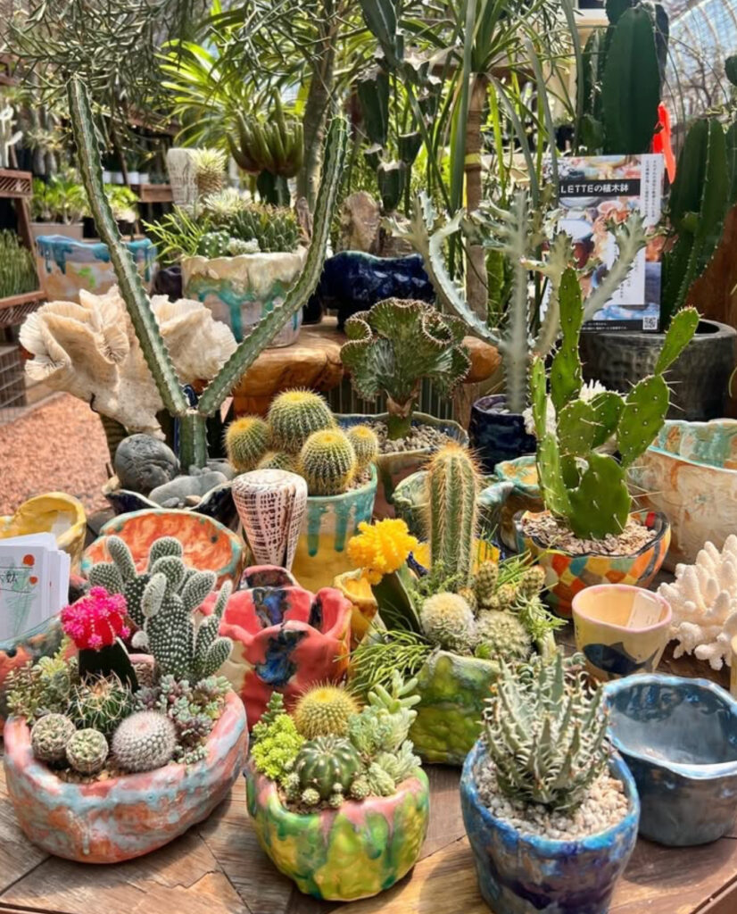 神奈川県のアガベ・サボテン・多肉植物・塊根植物おすすめ園芸店【全9