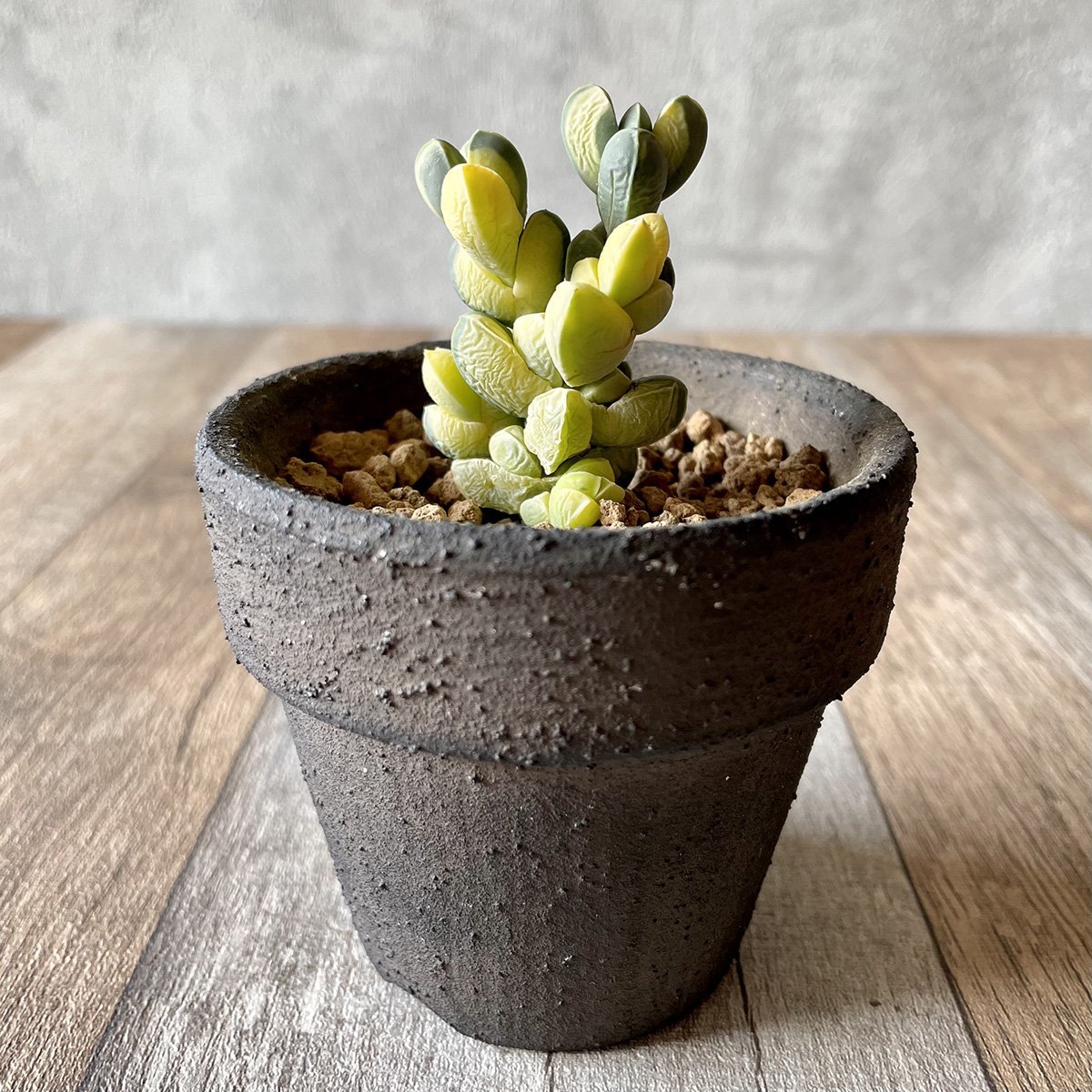 レーマニー錦 – 多肉植物の通販・販売サイト tawawa