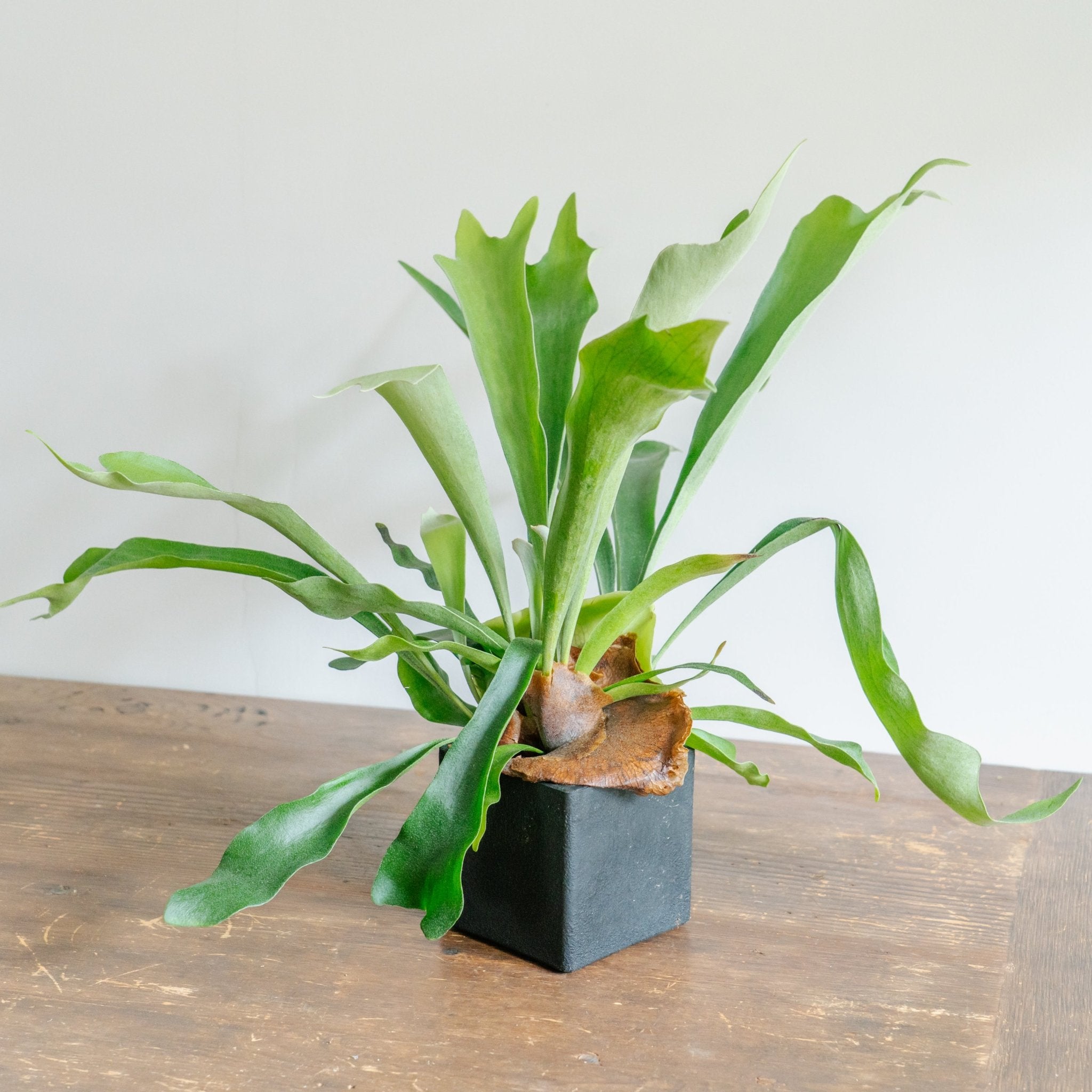 ビカクシダ ネザーランド POTセットならFlower&Plants tette │「手