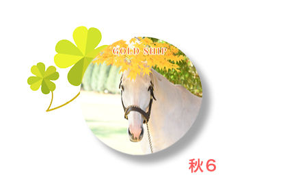 クラファン企画5○ゴールドシップ○写真集「プリティー」＋コンパクト