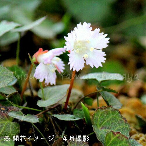 iwautiwa112.jpg