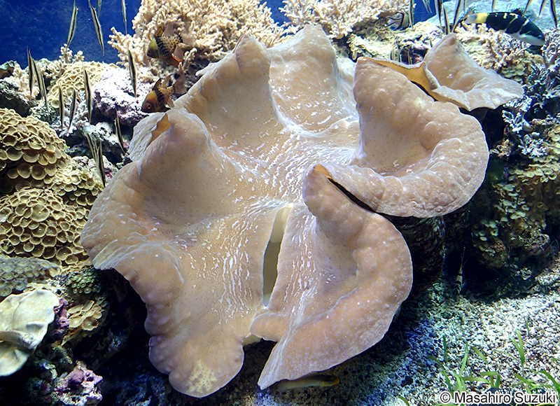 オオシャコガイ 約58cmx約34cm 希少 天然 2026年最新】オオシャコガイ