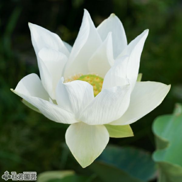 000000000524-01.jpg?size=l&w=