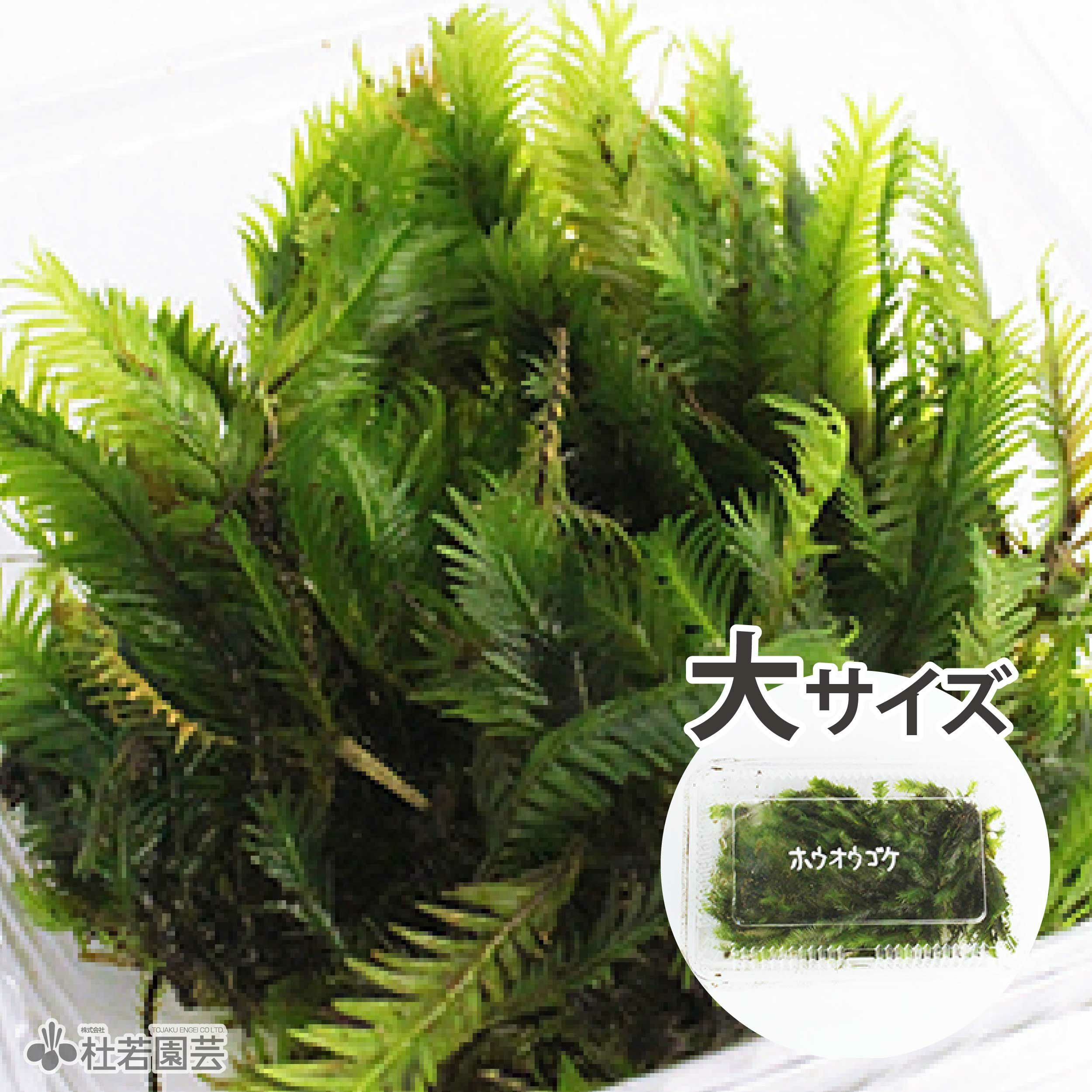 高級苔品種 ホウオウゴケ（大） 【苔、コケ、こけ】 | 杜若園芸WEB