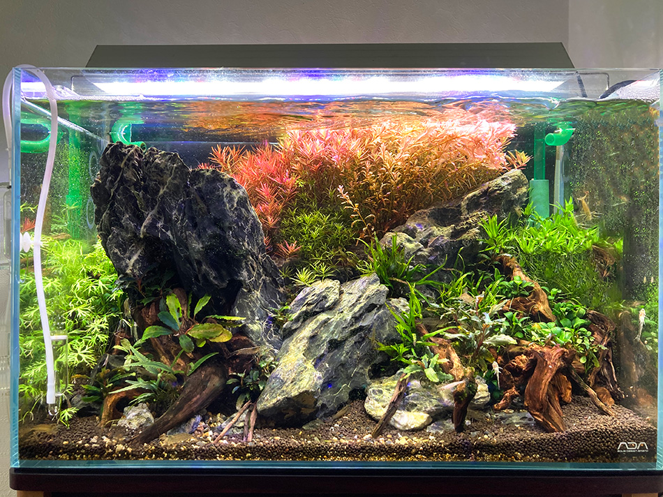 青龍石-4 | 杜若園芸WEBショップ｜水草の生産販売【通販ショップ】