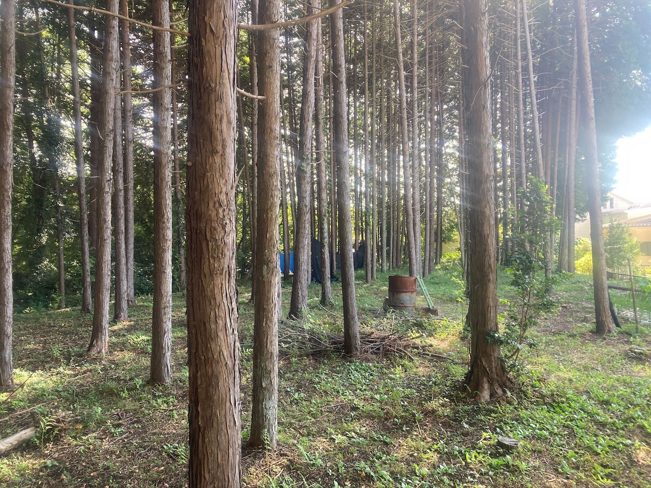 東京チェンソーズ住宅隣接地での伐採・搬出 - 東京チェンソーズ