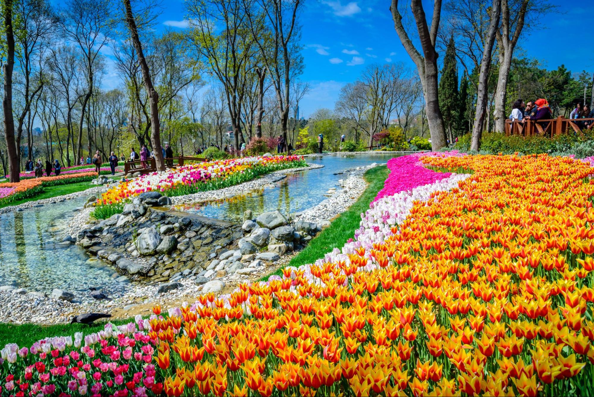 チューリップの原産国はトルコ！オランダのチューリップバブル