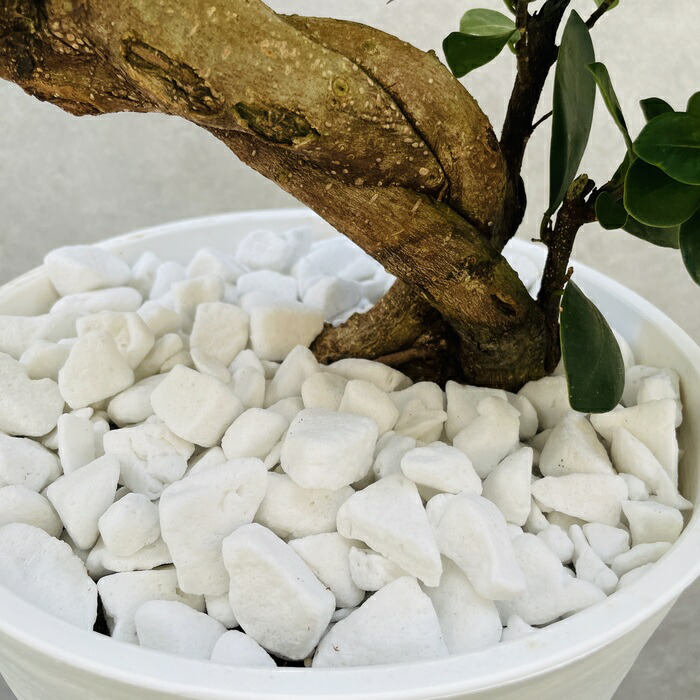 楽天市場】観葉植物 ガジュマルの木 昇り竜 縁起物 高さ70cm前後