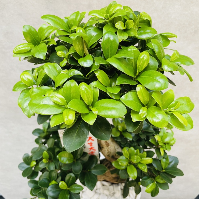 楽天市場】観葉植物 ガジュマルの木 昇り竜 縁起物 高さ70cm前後