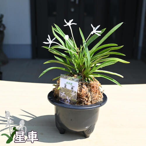 楽天市場】2025年NEW 現品 富貴蘭 星車 鉢植え 風蘭 プラ鉢入り : 園芸