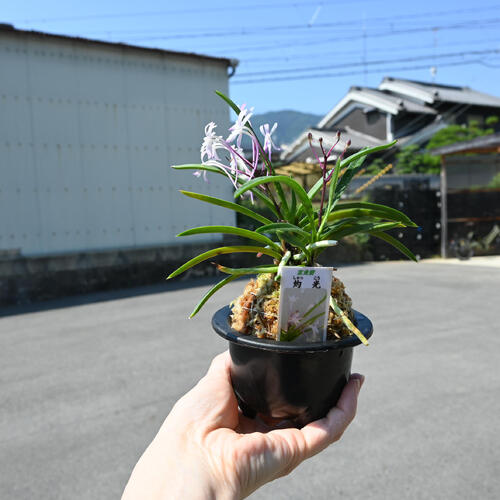 楽天市場】2025年NEW 現品 富貴蘭 灼光 鉢植え 風蘭 プラ鉢入り : 園芸