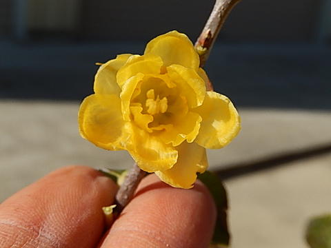 楽天市場】2026年2月から3月に接ぎ木3年5号満月狼狽苗木冬にいい香り