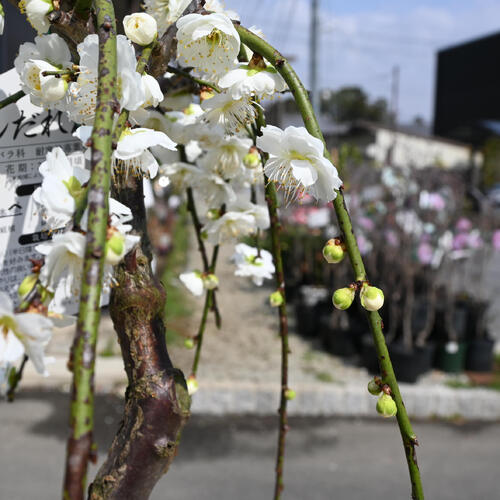 楽天市場】11月下旬からの発送となります。かわいい白の枝垂れ梅2026年