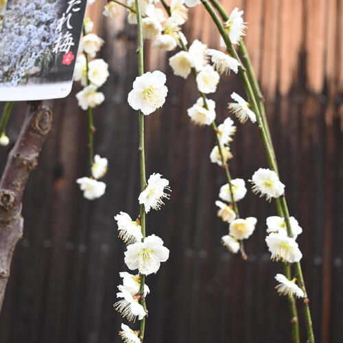 楽天市場】鉢植え梅2026年3月～4月開花 八重枝垂れ梅 白花 苗 プラ鉢