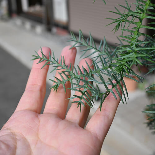 楽天市場】アロカリア ナンヨウスギ シマナンヨウスギ 南洋杉 観葉植物