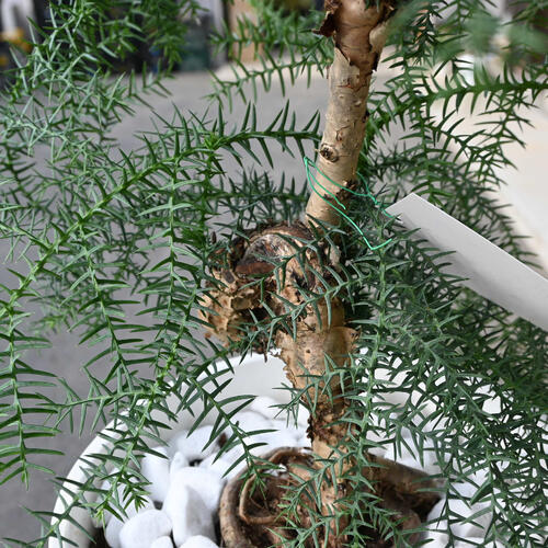 楽天市場】現品をお届けします。2024年12月5日撮影現品B アロカリア